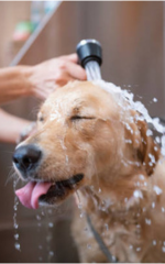 Cachorro tomando banho.